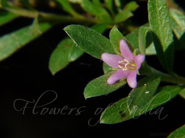 Aquatic Rotula